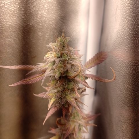 Banana Purple Punch #1 growlog timeline photo