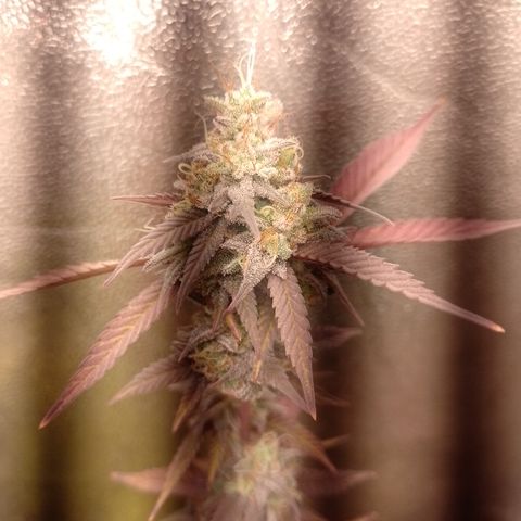 Banana Purple Punch #1 growlog timeline photo
