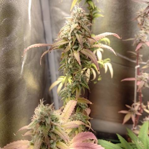 Sweet Cherry Pie 3 growlog timeline photo