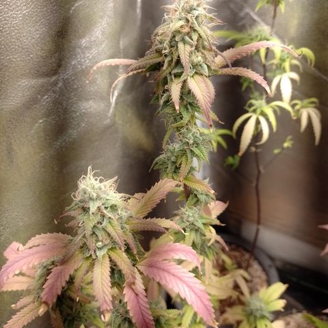 Sweet Cherry Pie 3 growlog timeline photo
