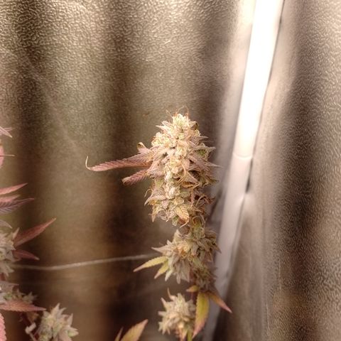 Banana Purple Punch #1 growlog timeline photo