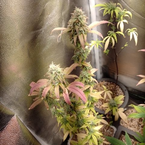 Sweet Cherry Pie 3 growlog timeline photo