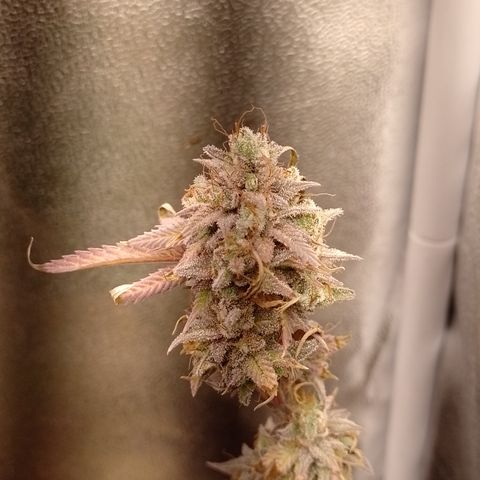 Banana Purple Punch #1 growlog timeline photo