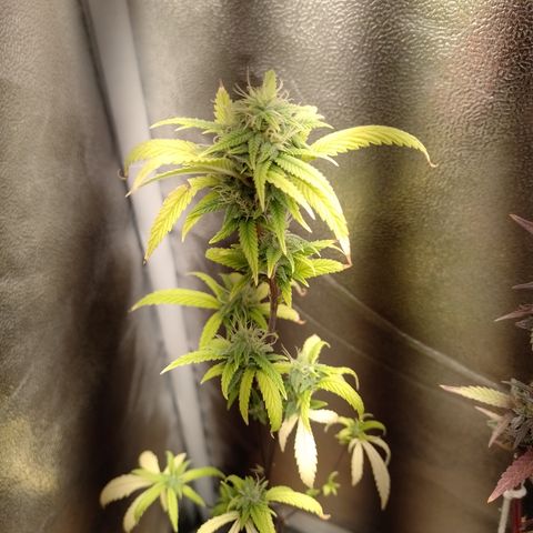 Purple Guetto growlog timeline photo