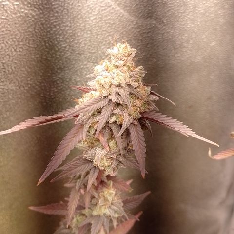 Banana Purple Punch #1 growlog timeline photo