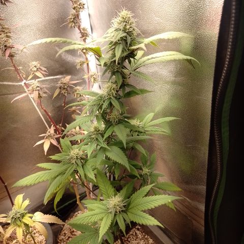 Sweet Cherry Pie #2 growlog timeline photo