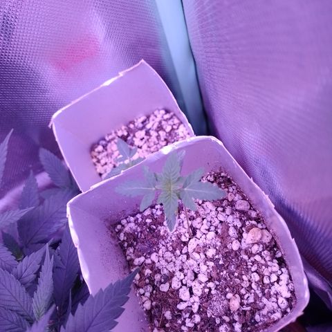 Purple Cookies 1 growlog timeline photo