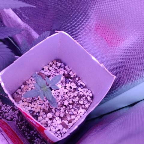 Purple Cookies 2 growlog timeline photo