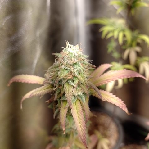 Sweet Cherry Pie 3 growlog timeline photo