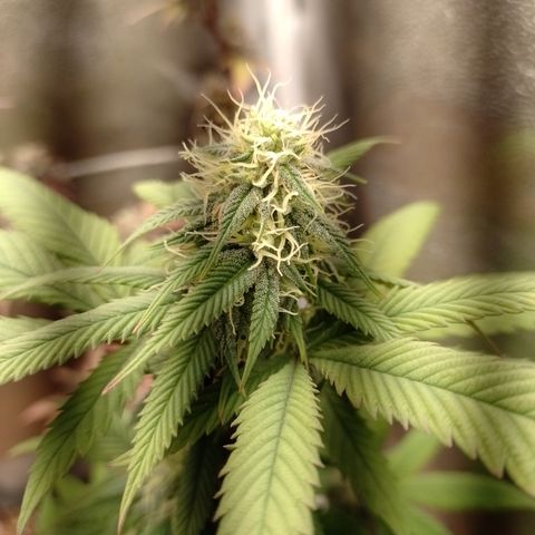Sweet Cherry Pie #2 growlog timeline photo