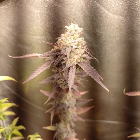 Banana Purple Punch #1 growlog timeline photo