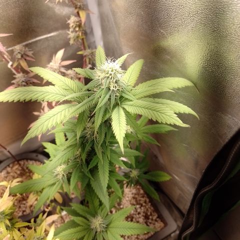 Sweet Cherry Pie #2 growlog timeline photo