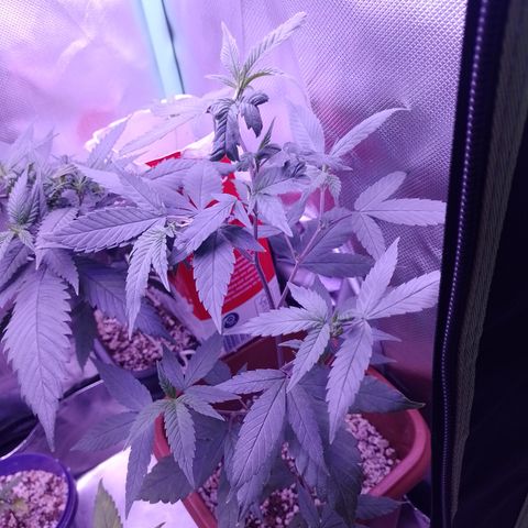 Banana Purple Punch 3 growlog timeline photo