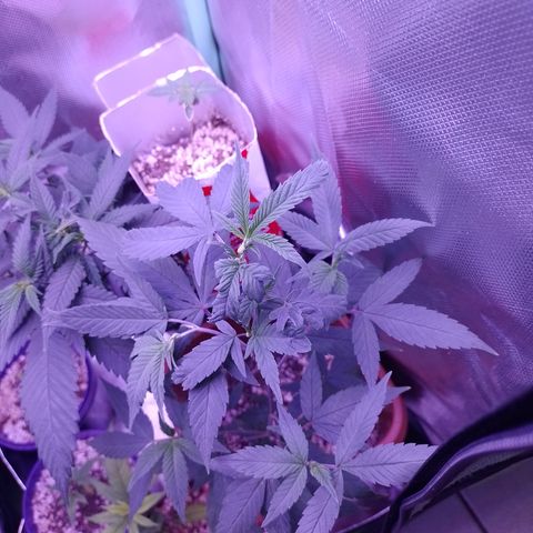Banana Purple Punch 3 growlog timeline photo