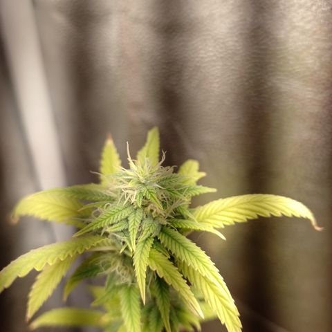 Purple Guetto growlog timeline photo