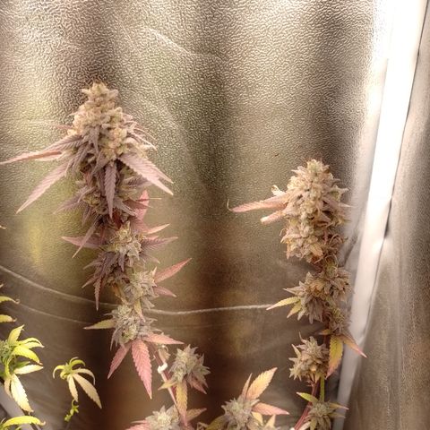 Banana Purple Punch #1 growlog timeline photo