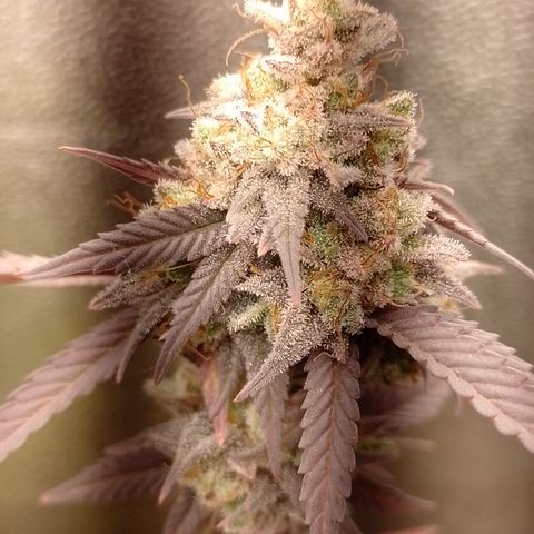 Banana Purple Punch #1 growlog timeline photo