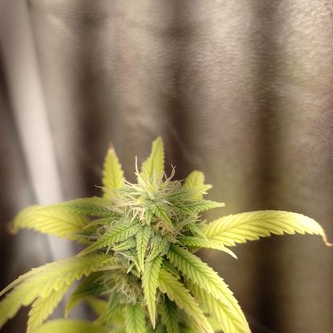 Purple Guetto growlog timeline photo