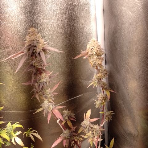 Banana Purple Punch #1 growlog timeline photo