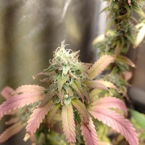 Sweet Cherry Pie 3 growlog timeline photo