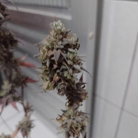 Banana Purple Punch #1 growlog timeline photo