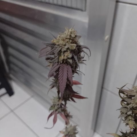 Banana Purple Punch #1 growlog timeline photo