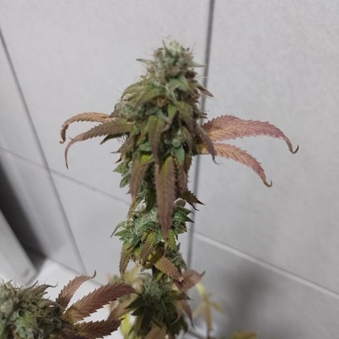 Sweet Cherry Pie 3 growlog timeline photo