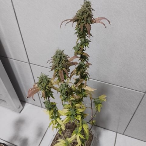 Sweet Cherry Pie 3 growlog timeline photo
