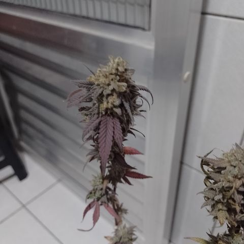 Banana Purple Punch #1 growlog timeline photo