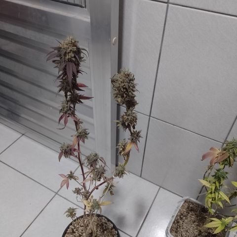 Banana Purple Punch #1 growlog timeline photo