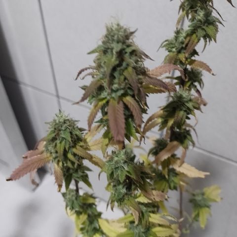 Sweet Cherry Pie 3 growlog timeline photo