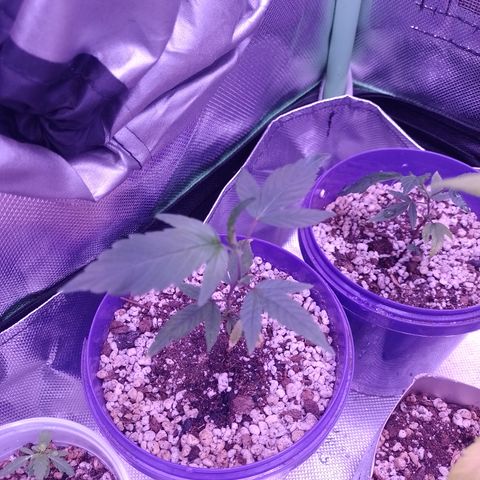 Banana Purple Punch #4 e #5 growlog timeline photo