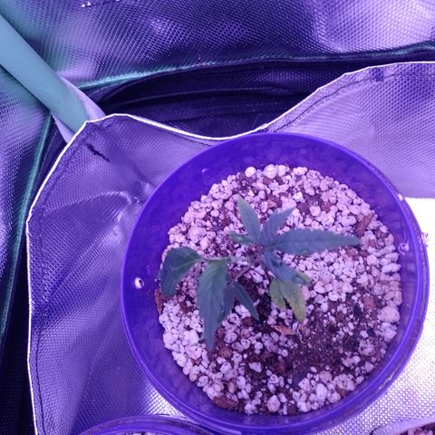 Banana Purple Punch #4 e #5 growlog timeline photo