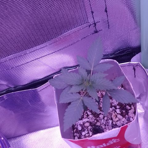 Purple Cookies 1 growlog timeline photo