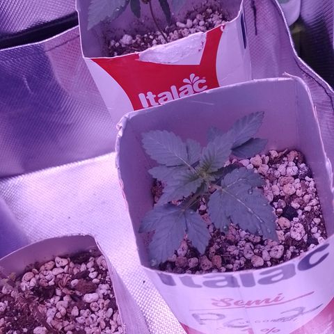 Purple Cookies 2 growlog timeline photo