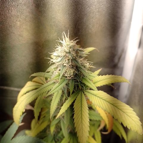 Sweet Cherry Pie #2 growlog timeline photo