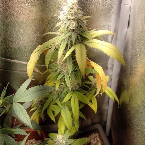 Sweet Cherry Pie #2 growlog timeline photo