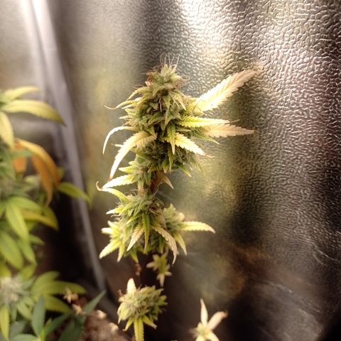 Purple Guetto growlog timeline photo