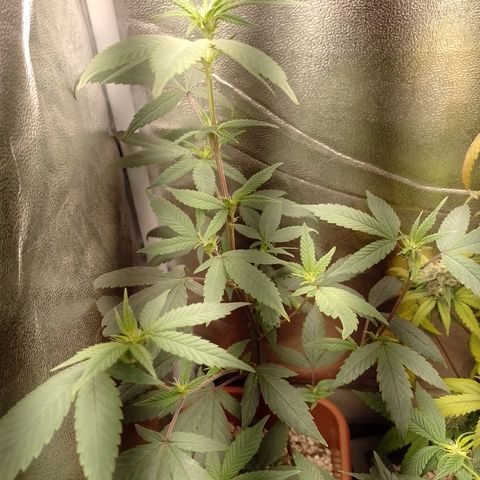Banana Purple Punch 3 growlog timeline photo
