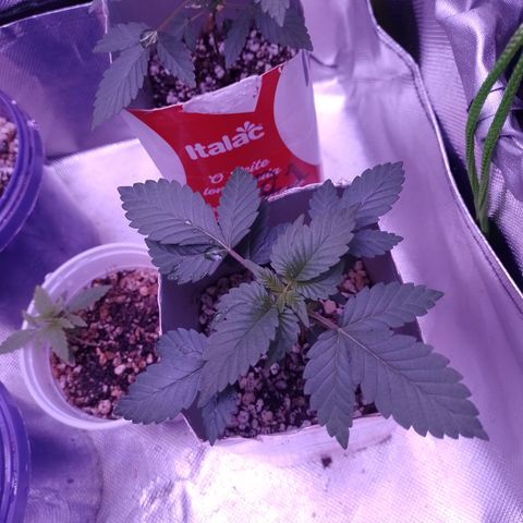 Purple Cookies 2 growlog timeline photo