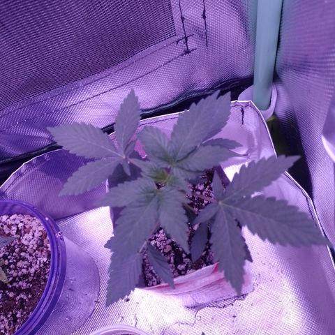 Purple Cookies 1 growlog timeline photo
