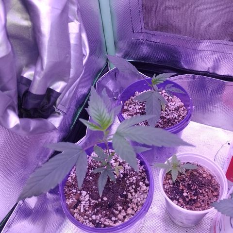 Banana Purple Punch #4 e #5 growlog timeline photo