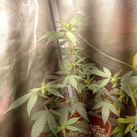 Banana Purple Punch 3 growlog timeline photo