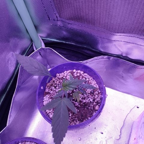 Banana Purple Punch #4 e #5 growlog timeline photo