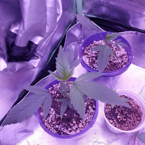 Banana Purple Punch #4 e #5 growlog timeline photo