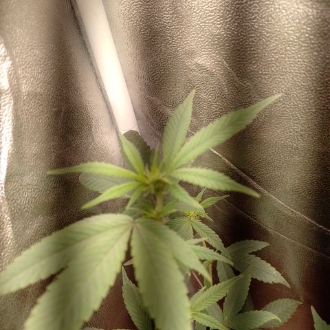 Banana Purple Punch 3 growlog timeline photo