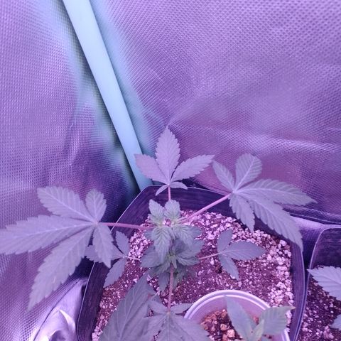 Purple Cookies 1 growlog timeline photo
