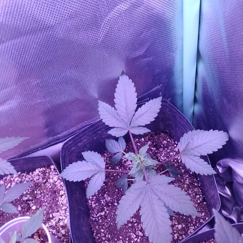 Purple Cookies 2 growlog timeline photo