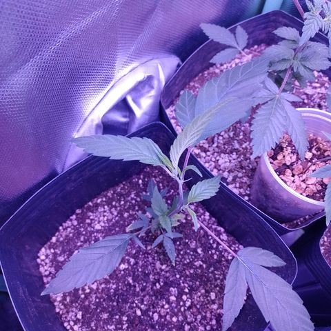 Banana Purple Punch #4 e #5 growlog timeline photo