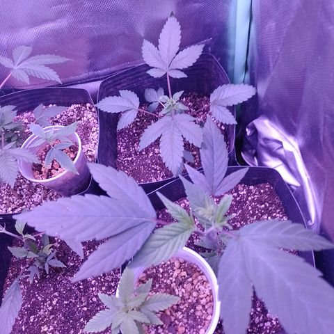 Banana Purple Punch #4 e #5 growlog timeline photo